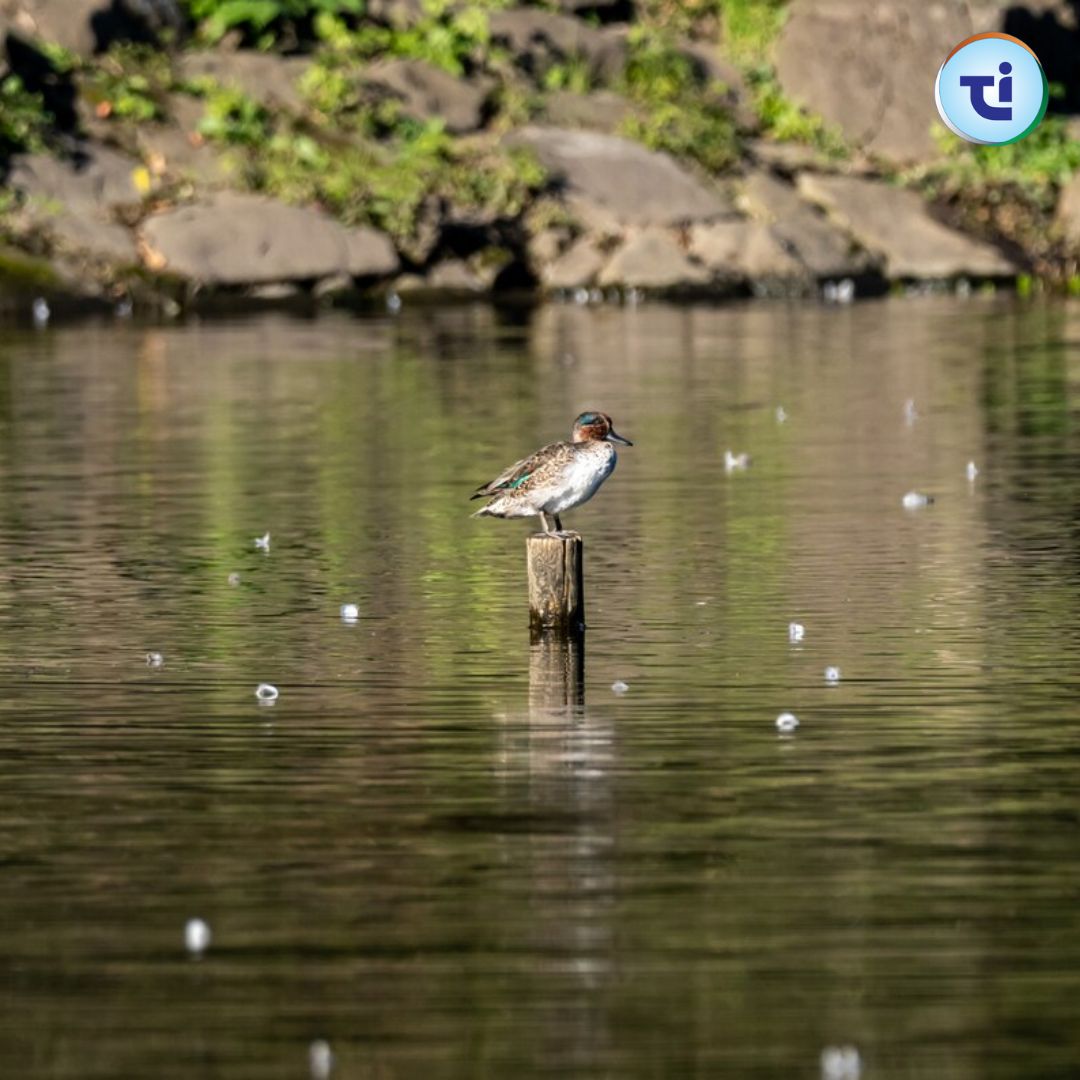Advantages Of Bird Migration