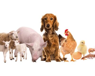 Animal-and-Poultry-Feed-1