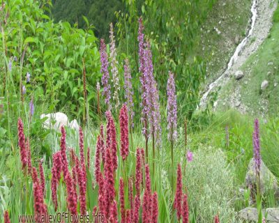 Valley-of-flowers-piture-gallery-and-wallpaper-4