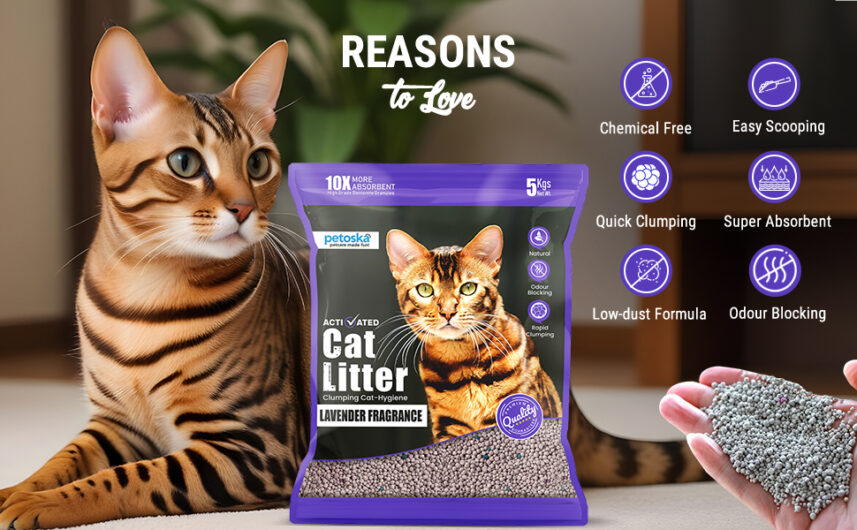 Shop Bentonite Cat Litter Sand for Easy Cleanup and Odor-Free