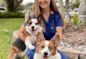 Boulevard Animal Hospital