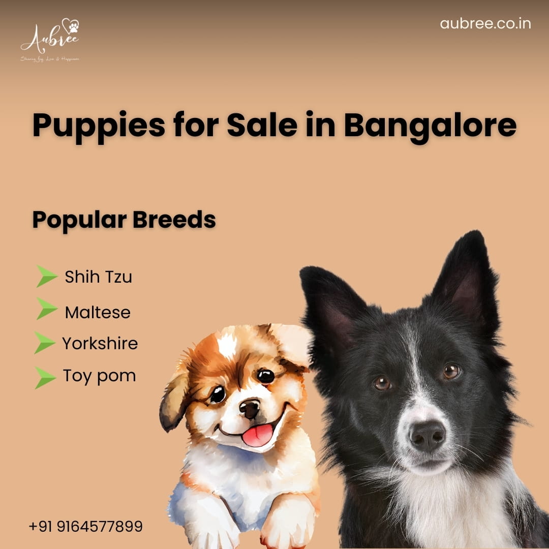 Top-Quality Ethical Breeding: Healthy Puppies for Sale in Bangalore