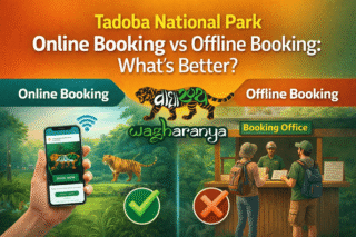 Tadoba_Online_VS_Offline_Booking_1_optimized_100