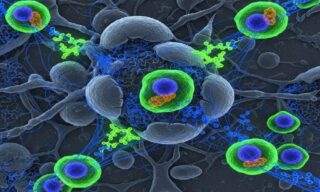 da535efc-836d-4918-8770-87e41b19612e_Stem-Cell-Regeneration-Process-1000×600-1