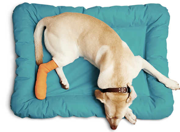 Boulevard Animal Hospital