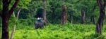 Best Rated Vietnam Tour Packages from Kolkata by NatureWings Holidays Limited