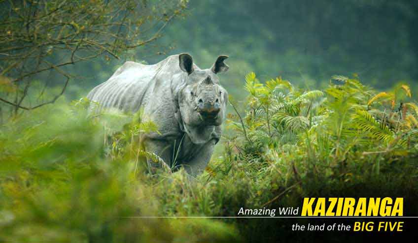 Premium Kaziranga Tour Package from Guwahati: Explore the Wild Heart of Assam