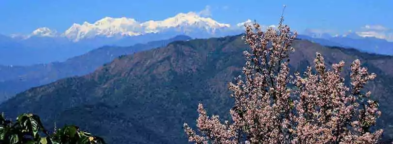 North Bengal Tour Packages from NJP & Kolkata: 2026 Best Itineraries || NatureWings Holidays Limited