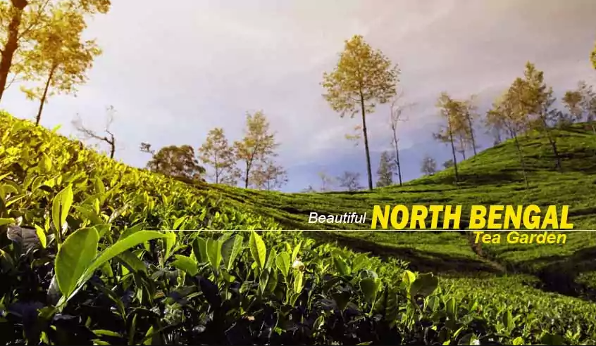 North Bengal Tour Packages from NJP & Kolkata: 2026 Best Itineraries || NatureWings Holidays Limited