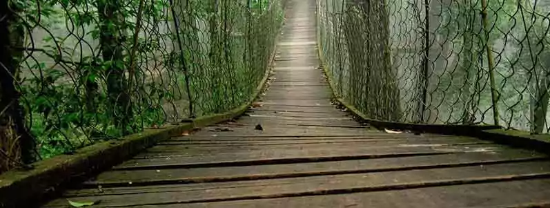 North Bengal Tour Packages from NJP & Kolkata: 2026 Best Itineraries || NatureWings Holidays Limited