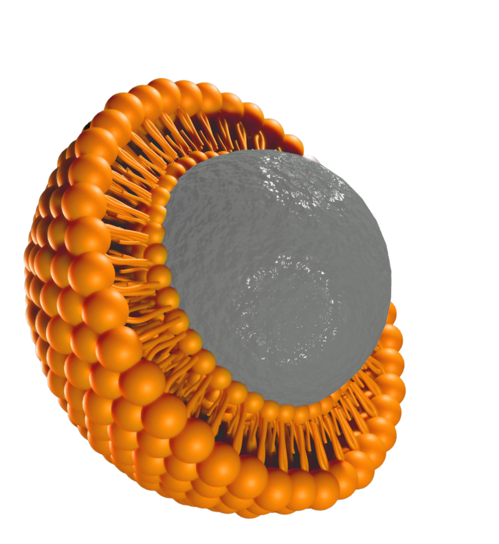 Phospholipids Exporters