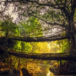 North East Tour package: Explore the Land of Clouds, Mountains, and Traditions