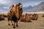 Ladakh Tour Packages with Leh, Nubra Valley, Pangong Lake & Tso Moriri