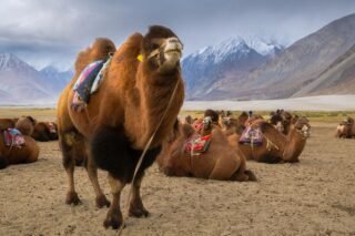 Home 7 leh-ladakh