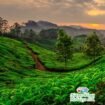 Kerala Package Tour for a Relaxing Getaway