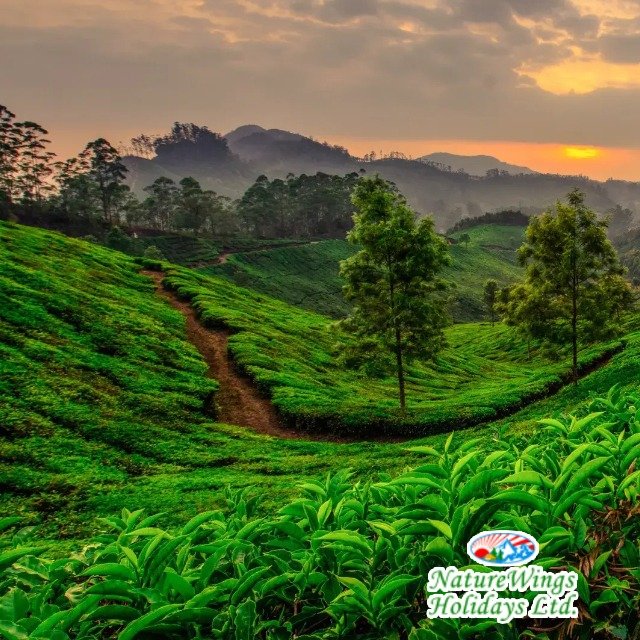 Kerala Package Tour for a Relaxing Getaway